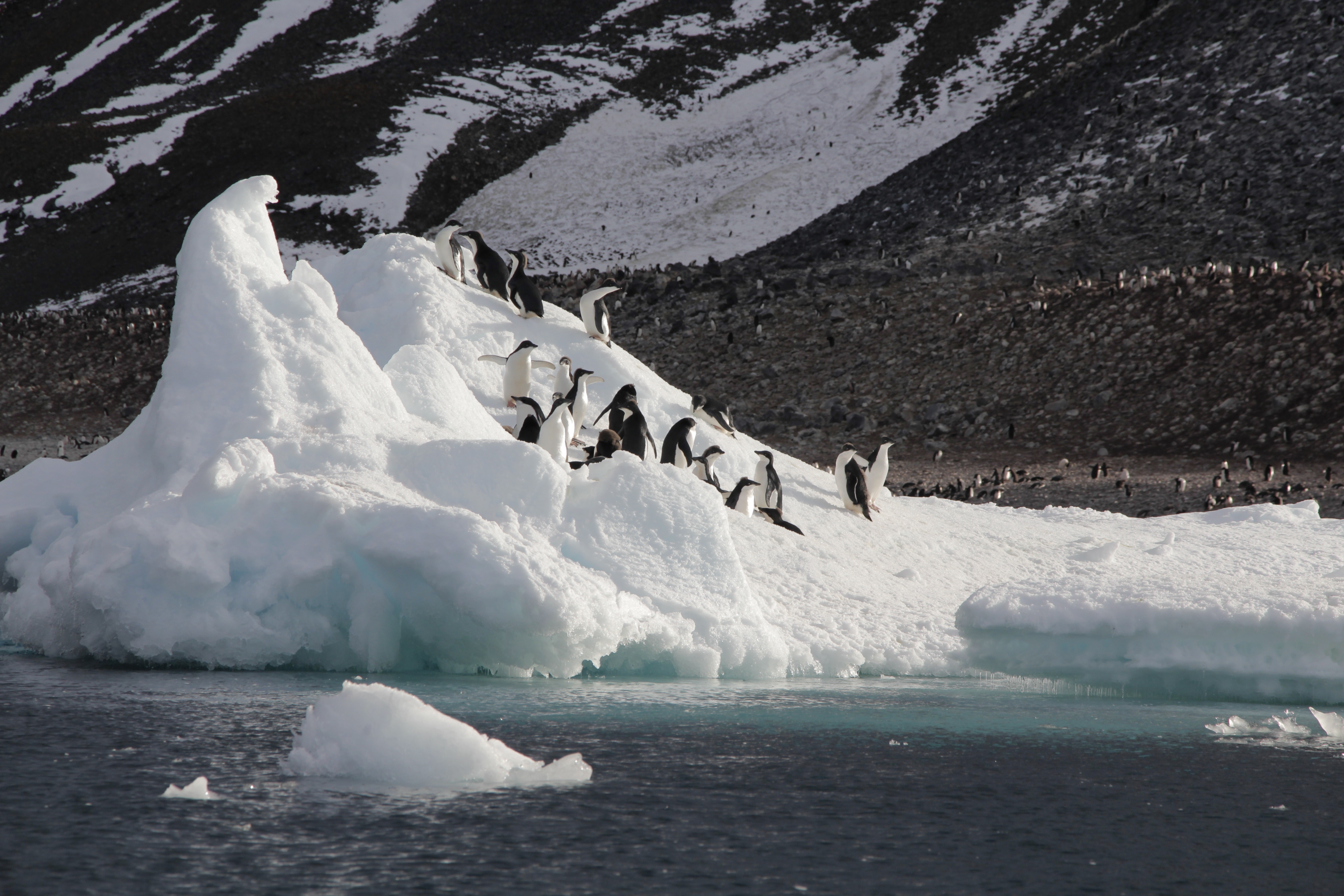 Adelie penguins on an iceflow